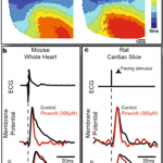 Engineers published a model for creating a 3D-printed optical cardiograph