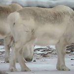 Hungry reindeer in Svalbard began to eat seaweed due to climate change