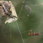 اكتشف العلماء دبابير تحول العناكب إلى زومبي. واجعلهم يتبعون الأوامر!