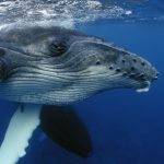 Врятуйте синього кита: в яких країнах до цих пір вбивають китів і навіщо це роблять