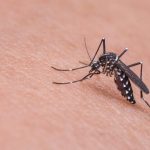 10 obiecte gadget pentru a lupta împotriva țânțarilor: cum funcționează și care dintre ele să aleagă
