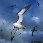 Scientists began using birds as drones