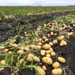 Experts have found an effective way to protect potatoes from soil diseases