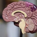 Scientists have discovered the benefits of antibiotics in the fight against senile dementia