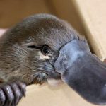 Researchers find that platypuses will die out in the coming years