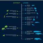 Scientists have created a method for measuring vertebrate life expectancy based on their DNA