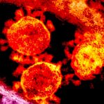 Scientists have determined the life of coronaviruses on objects