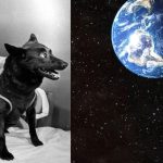 How a dog flew into space to test the reliability of the ship of Yuri Gagarin