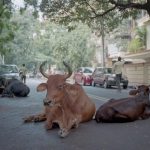 Quarantined Cities Encountered Wild Animal Invasion