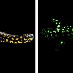Amphibians glow under blue light. Scientists have never seen this!