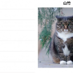 Students created an analogue of Facebook for stray cats living on campus