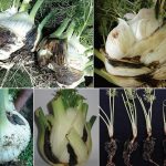 New pathogen threatens fennel worldwide