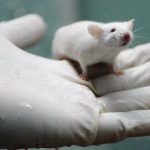 Vaccinul contra coronavirusului a fost testat cu succes la șoareci