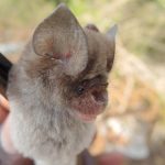 Nalezeny 4 nové netopýry - příbuzní těch, kteří nás infikovali COVID-19