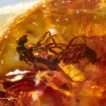 عثر العلماء على ذبابين تزاوجان تجمدا في الكهرمان قبل 40 مليون سنة