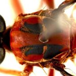 Scientists have discovered new insects and named them after superheroes