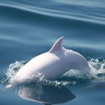 Look at the albino dolphin, it was found in the Black Sea seven years later