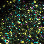 The most detailed map of brain connections has appeared