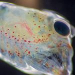 From microplastics not only people suffer, but also lobster larvae: he climbs under his shell