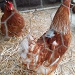 Parasites on hens will be detected using analysis of motion sensors