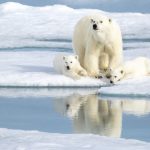 Abnormally high temperature in Svalbard broke new record