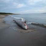 Russian scientists will study an unknown creature thrown ashore Sakhalin
