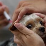 Створена "їстівна" вакцина від сибірської виразки для тварин