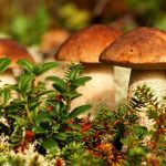 The expert spoke about the danger of edible mushrooms