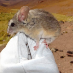 Scientists have found a mouse at the highest altitude