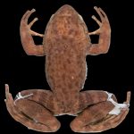 The extinct frog was alive. Environmentalists found her DNA in the environment