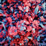 The most complete atlas of the coronavirus genome to date has been created
