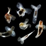 Look at organisms that have survived warming and mass extinctions