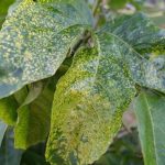 Found a way to save plants from viruses