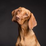 Dogs were unable to distinguish a human face from the back of the head