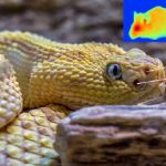 Scientists create soft material thanks to viper's IR vision and reveal the secret of snakes