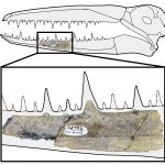 Giant birds with a wingspan of 6.4 meters replaced dinosaurs after extinction