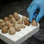Ptáci mohou obsahovat škodlivé chemikálie po celá léta - lze je najít také na vejcích