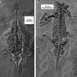 Scientists have found a "built-in float" in an ancient marine predator