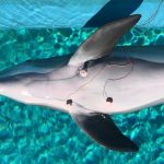 Delfine können ihre Herzfrequenz beim Tauchen überwachen