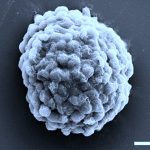 Scientists have built tiny microbial factories based on drops