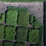 Modified wheat will help solve global food shortages
