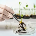 Why GMOs are not harmful: what science says