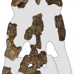 The remains of the "king of the swamps" - a huge prehistoric crocodile identified