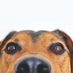 Dogs by smell were able to recognize patients with coronavirus
