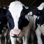The cow turned out to be one of the most deadly animals for humans
