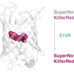 Russian scientists have created a new phototoxic protein SuperNova2