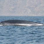 New population of blue whales discovered with their own unique song