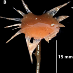 Scientists have discovered three new species of carnivorous predatory sponges in the depths of the ocean