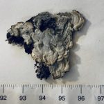 The rarest lichen is possibly extinct. For almost 1.5 centuries, everyone thought it was a different species