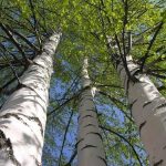 In Russia, birch bark began to make medicine for the prevention of COVID-19